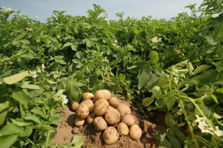 Can Potato Plants Get Too Tall? Why They May Fall Over