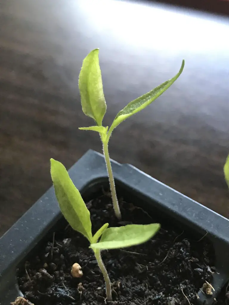 Can Seedlings Recover From Sunburn?