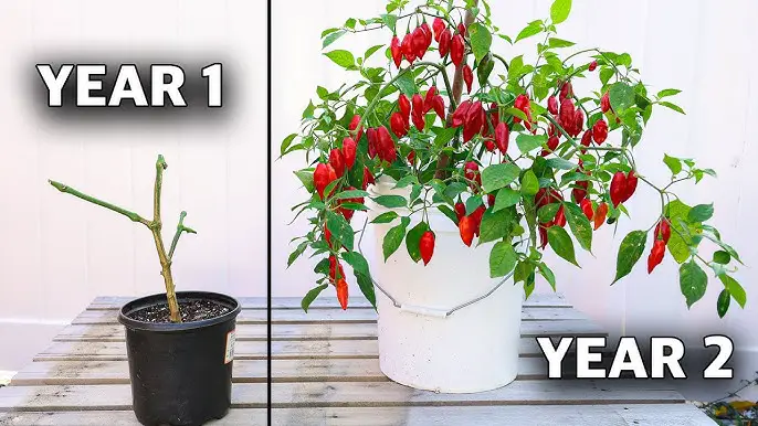 Can You Bury Pepper Stems Deep? Here'S What You Need to Know