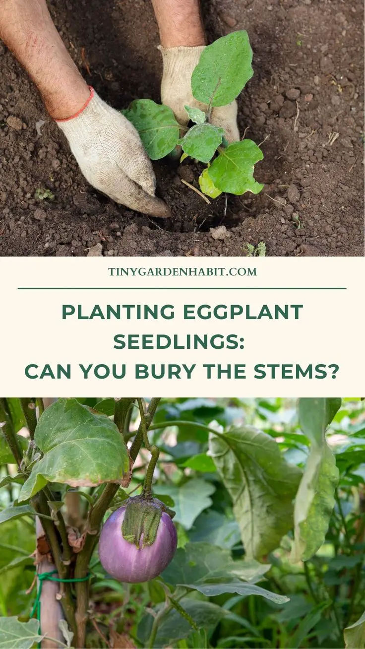 Can You Bury The Eggplant Stems When Transplanting Them?