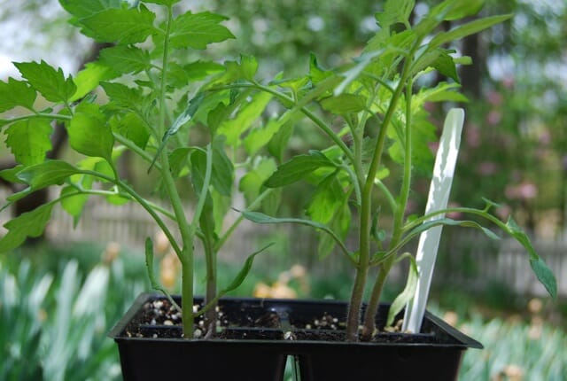 Can You Bury Tomato Stems? Yes, And Here'S Why You Should