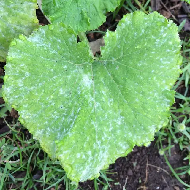 Can You Compost Powdery Mildew Leaves?