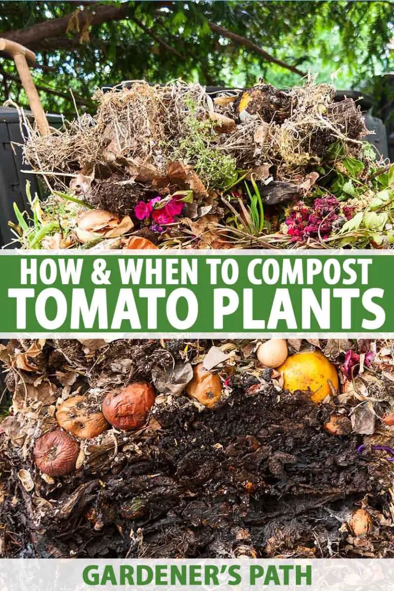 Can You Compost Tomato Plants?