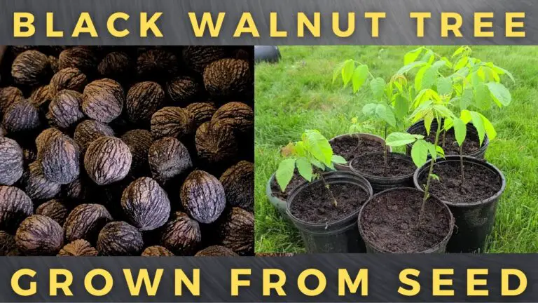 Can You Compost Walnut Tree Leaves And Husks?