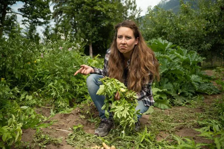 Can You Eat Your Blight-Affected Potato Crop?