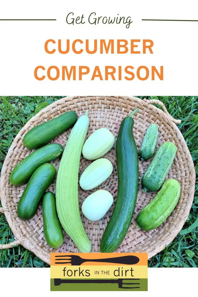 Can You Grow Different Cucumber Varieties Together?