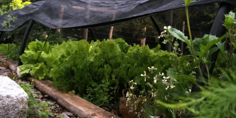 Can You Grow Lettuce in the Shade?