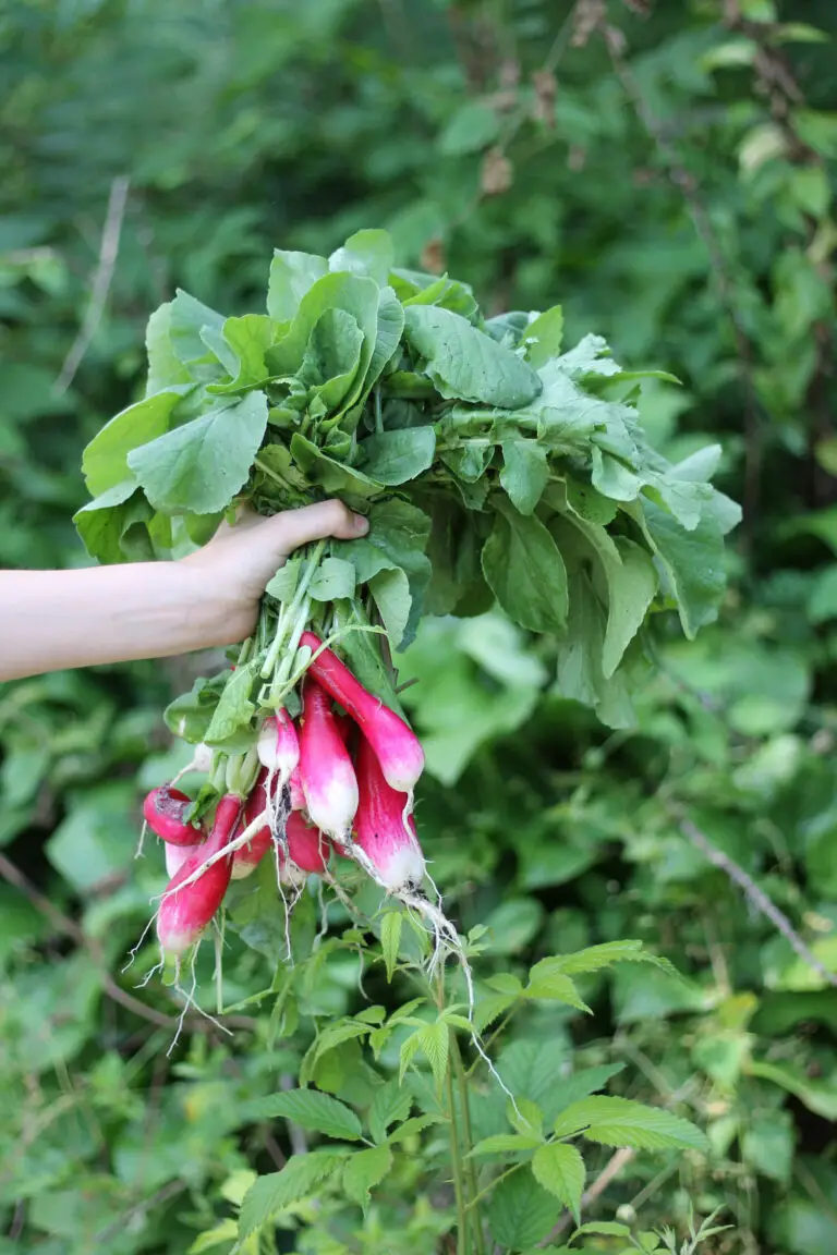 Can You Grow Radishes In The Summer? 7 Season Extension Tips