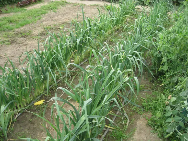 Can You Plant Leeks And Garlic Together?