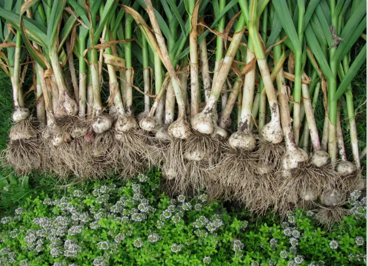 Can You Plant Sprouted Garlic? We Put It to the Test