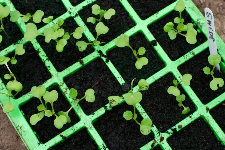 Can You Start Swede Seedlings in Modules?