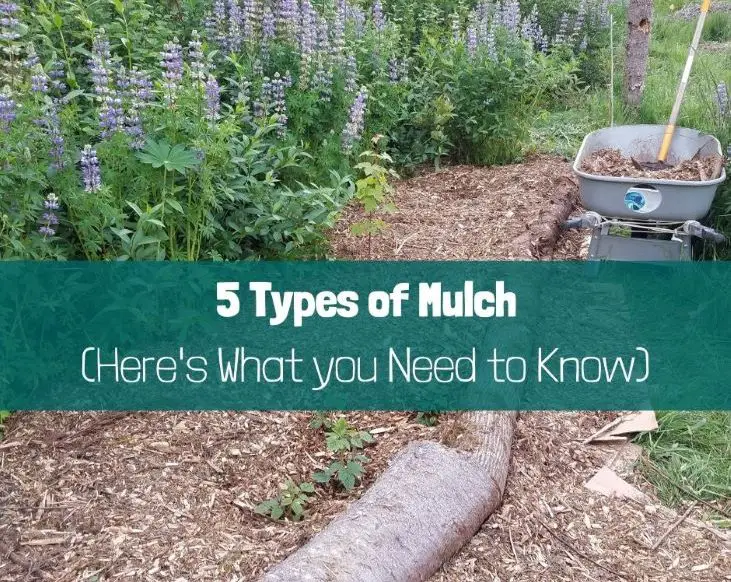 Can You Use Sawdust As Mulch? Here'S What You Need to Know