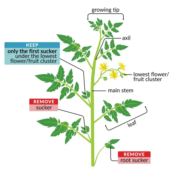 How Often Should You Prune Your Tomato Plants?