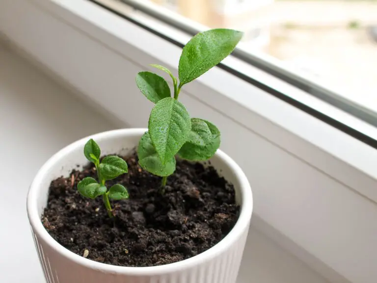 How To Care For Lemon Seedlings?