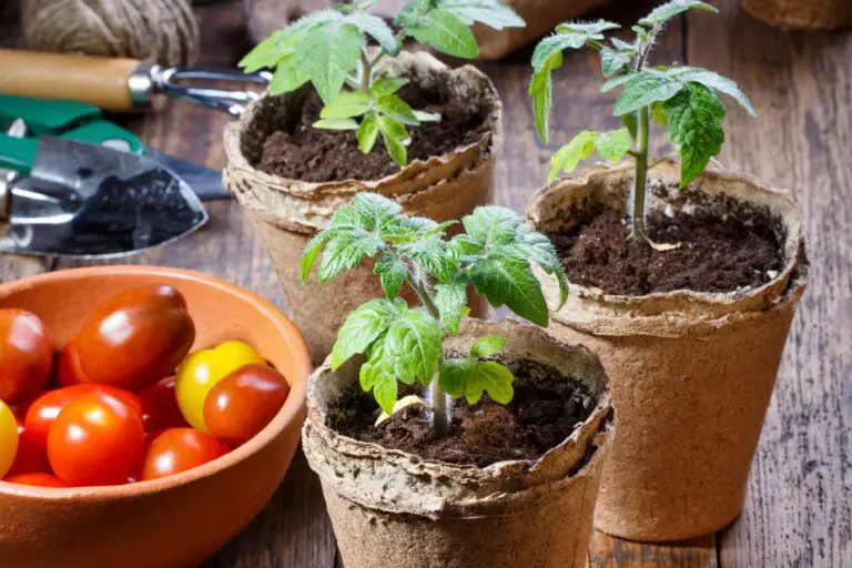 How To Care For Tomato Seedlings?