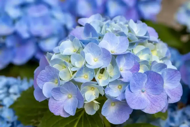 How to Change the Color of Your Hydrangeas Naturally