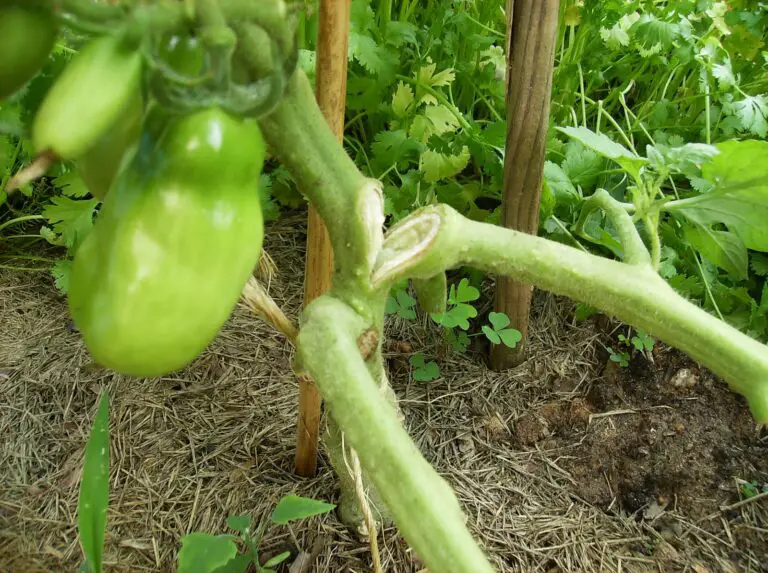 How to Fix a Broken Tomato Stem - Will It Heal?