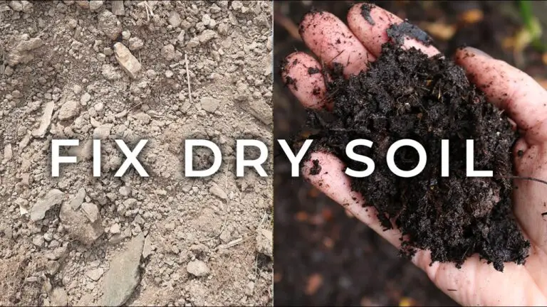 How to Fix Raised Beds That Dry Out Too Quickly