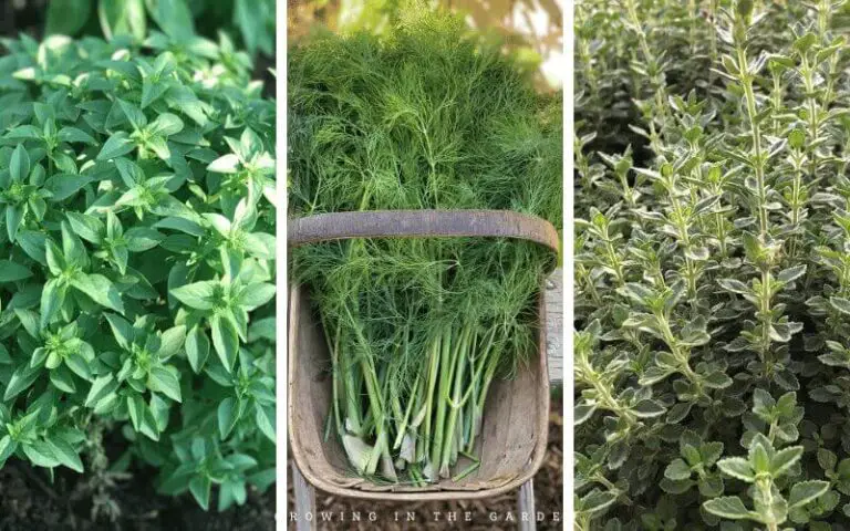 How To Freeze-Dry Herbs: A Step-By-Step Guide