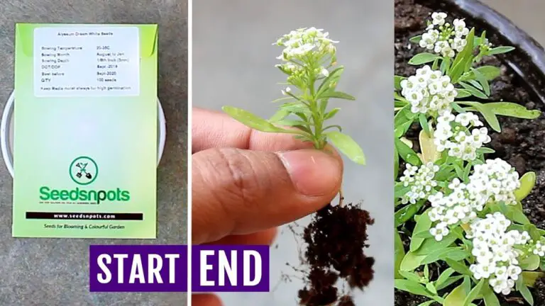 How to Grow Alyssum