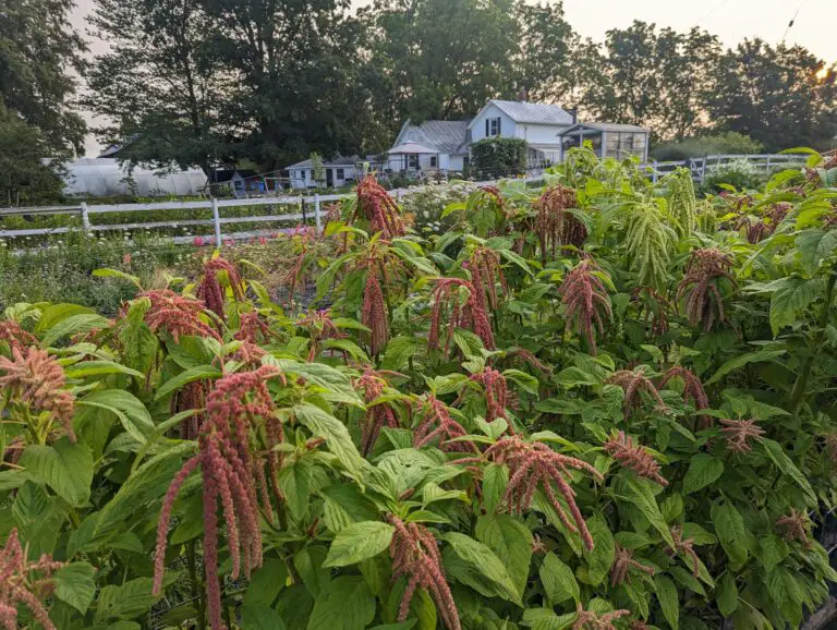 How To Grow Amaranth