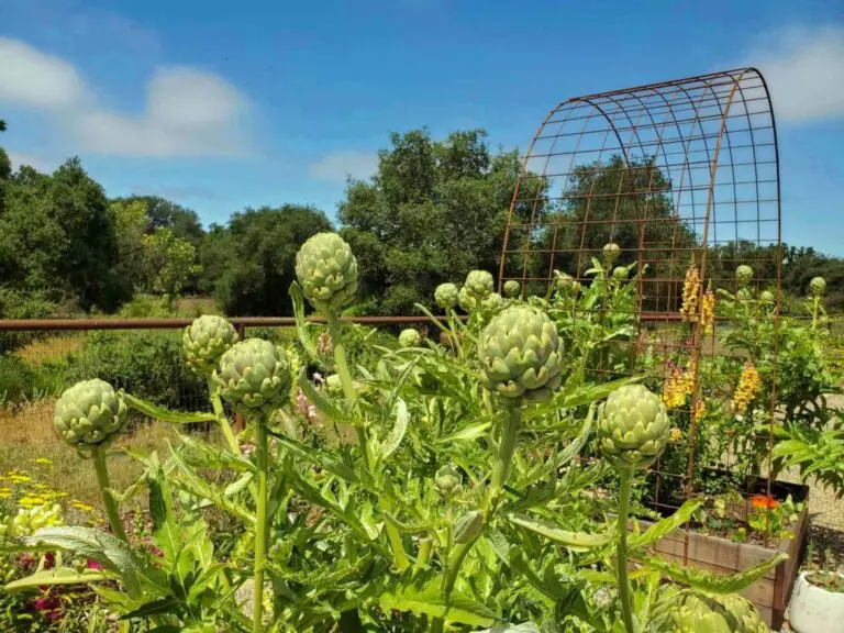 How to Grow Artichokes