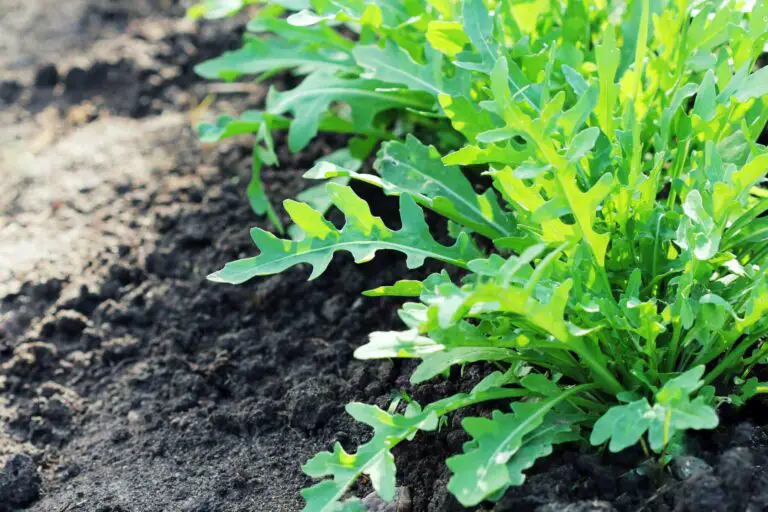 How to Grow Arugula