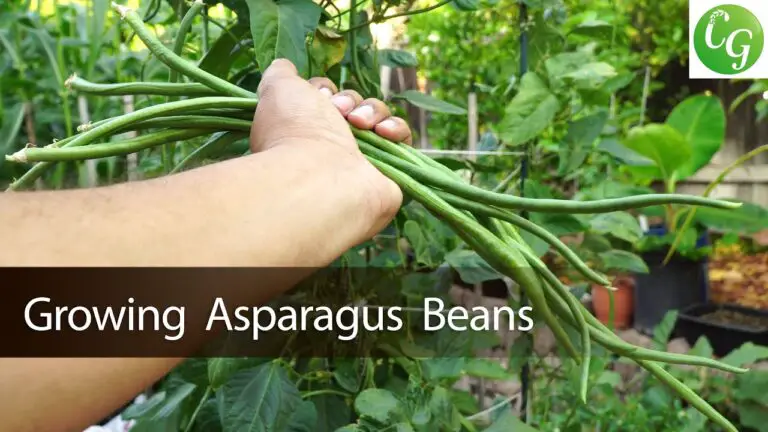 How to Grow Asparagus Beans