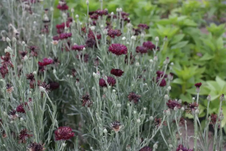 How To Grow Bachelor Buttons