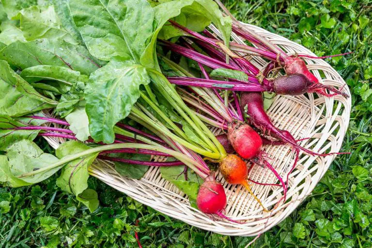 How to Grow Beets