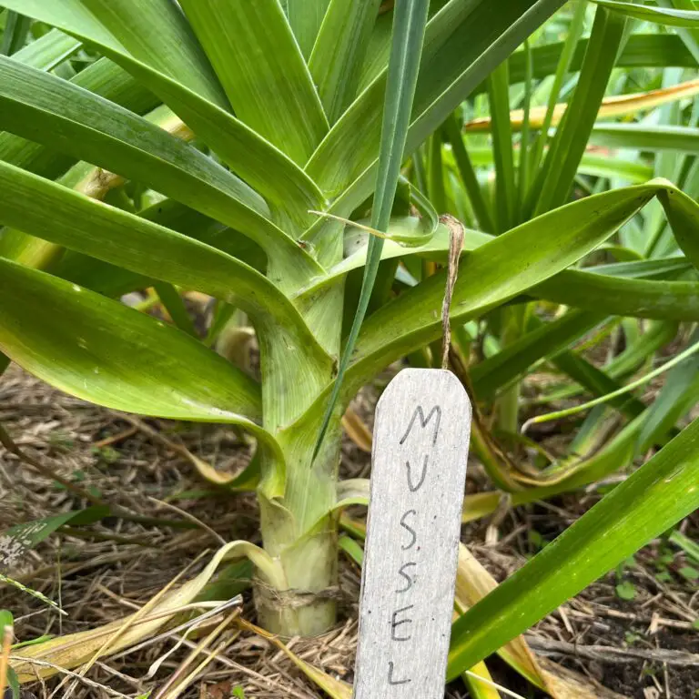 How to Grow Big (Or Giant) Leeks With Long, White Stems