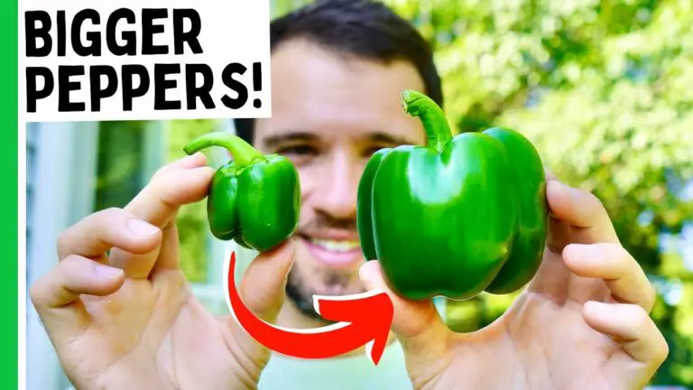 How To Grow Bigger Bell Peppers