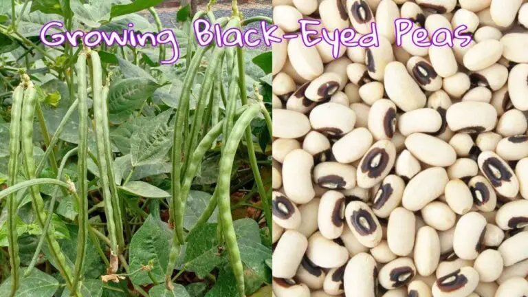 How to Grow Black-Eyed Peas