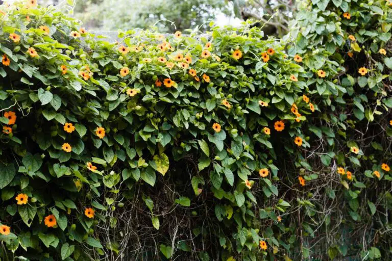 How to Grow Black-Eyed Susan Vine