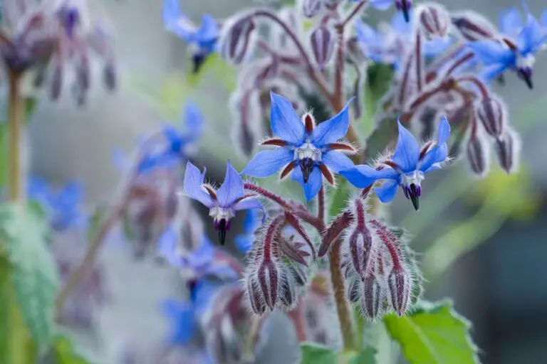 How To Grow Borage