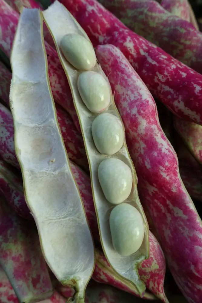 How to Grow Borlotti Beans