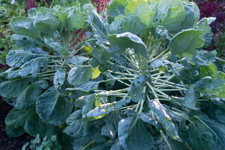 How to Grow Brussels Sprouts