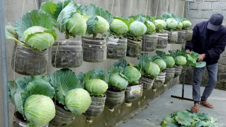 How to Grow Cabbage