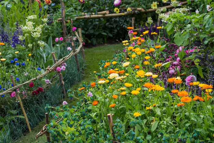 How to Grow Calendula