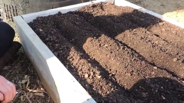 How To Grow Carrots In Raised Beds