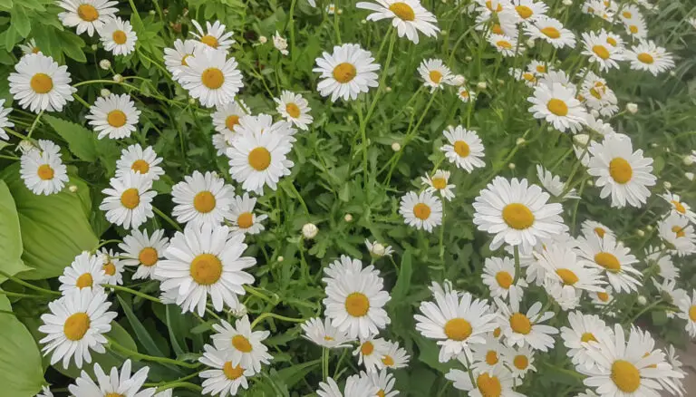 How To Grow Chamomile