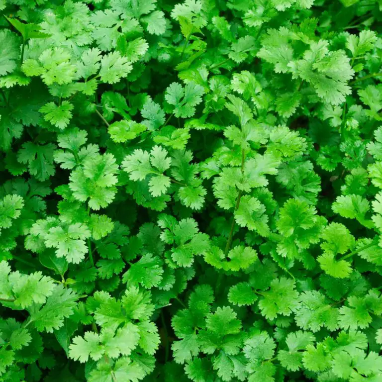 How to Grow Cilantro