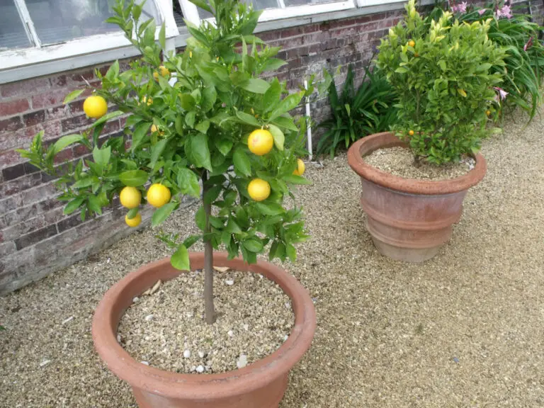 How to Grow Citrus in Arizona