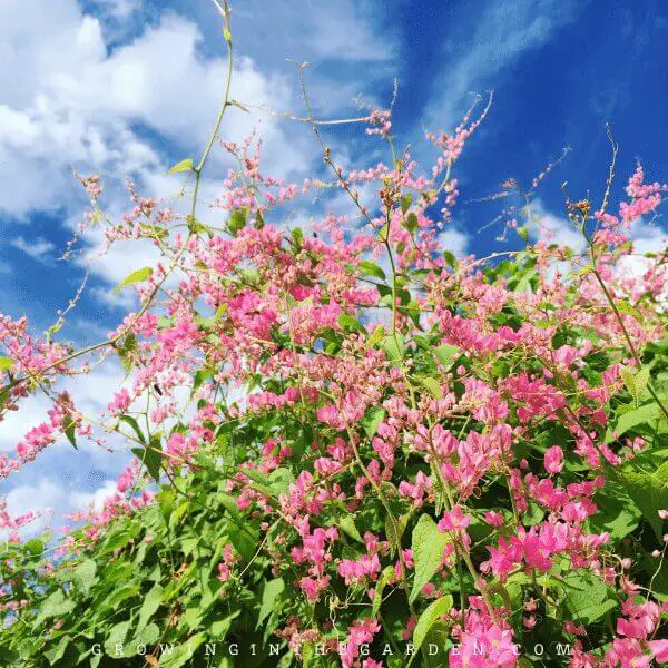 How to Grow Coral Vine: Growing Queen'S Wreath