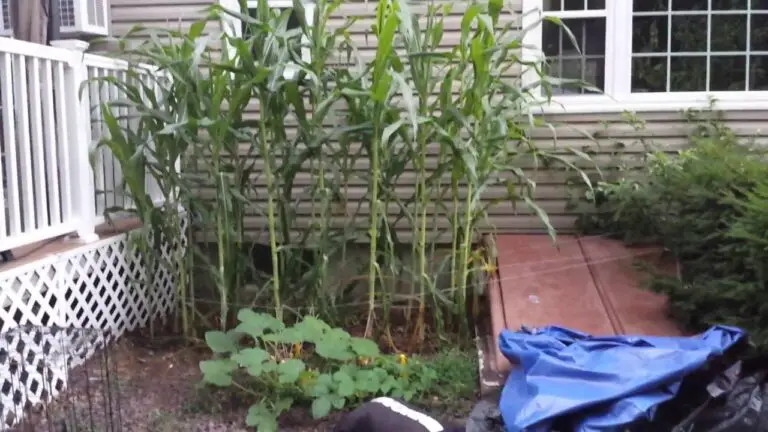 How To Grow Corn in a Tiny Garden