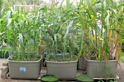 How to Grow Corn