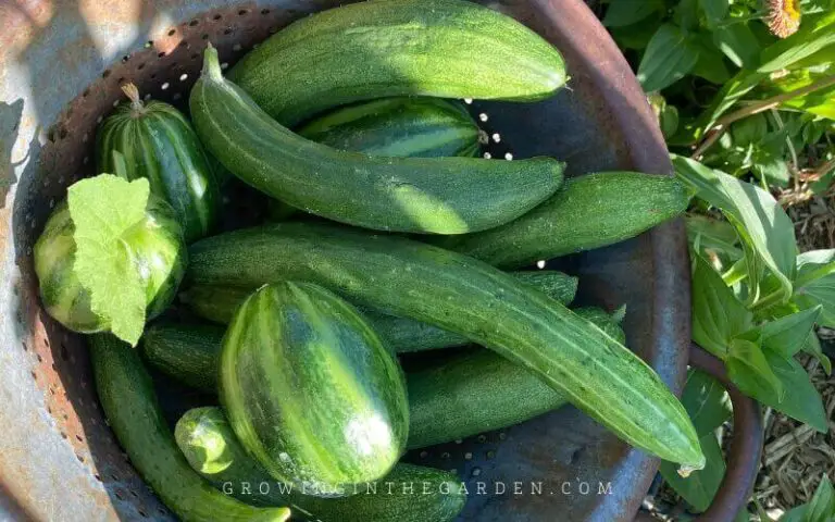 How To Grow Cucumbers In Hot Climates