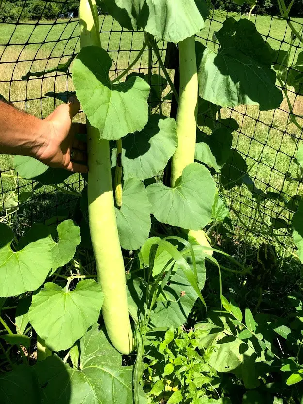 How to Grow Cucuzza Gourd