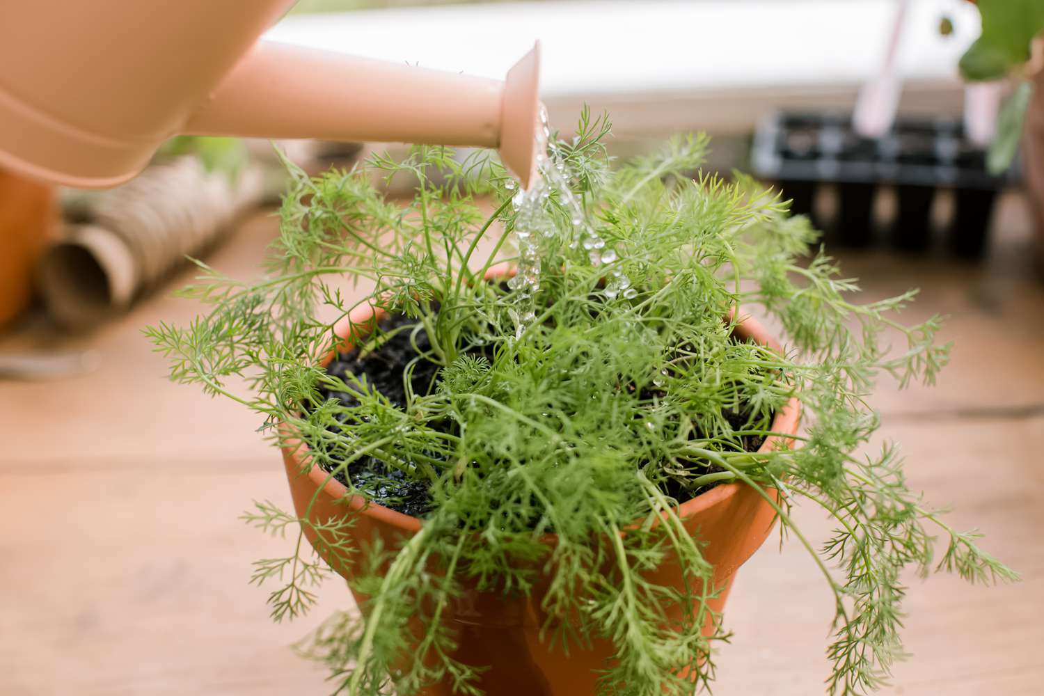 How To Grow Dill A Beginners Guide To Thriving Herbs