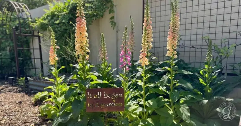 How to Grow Foxglove in Hot Climates